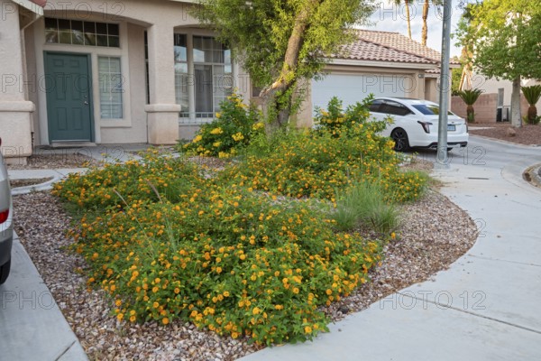 Las Vegas, Nevada - The Las Vegas Valley Water District has cut usage of scarce Colorado River water by more than 30% over the last 20 years despite a growing population. Water patrol officers write tickets for illegal water use, and the District offers financial incentives to convert grass lawns to less water-hungry yards