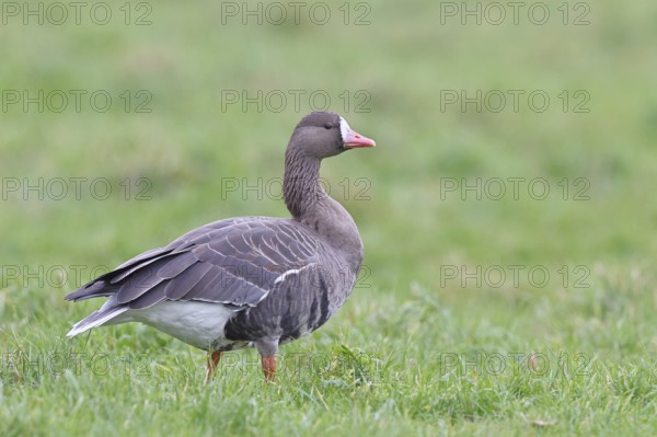 White-fronted goose (Anser albifrons), standing in a meadow in the wintering area, wildlife, Bislicher Insel nature reserve, Xanten, Lower Rhine, North Rhine-Westphalia, Germany