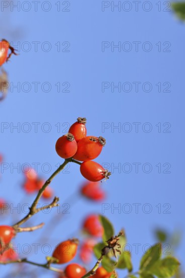 Ripe rosehip fruit of the dog rose (Rosa canina) on a branch, in front of a blue sky, Wilnsdorf, North Rhine-Westphalia, Germany