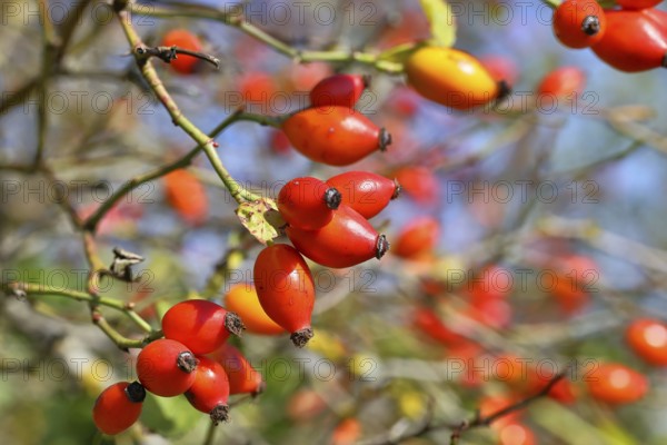 Ripe rosehip fruit of the dog rose (Rosa canina) on a branch, close-up, Wilnsdorf, North Rhine-Westphalia, Germany