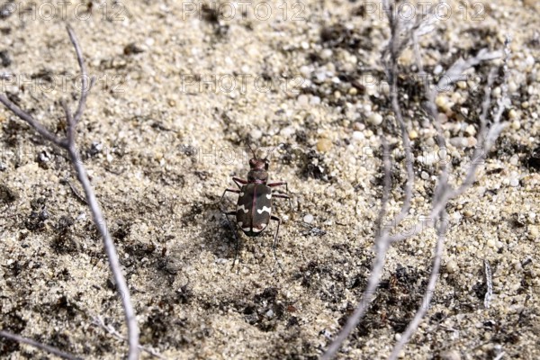 Dune sand beetle, summer, Lusatia, Saxony, Germany