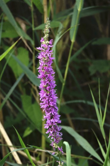 Purple loosestrife, summer, Germany