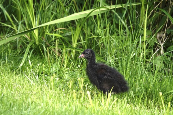 Young moorhen, summer, Germany