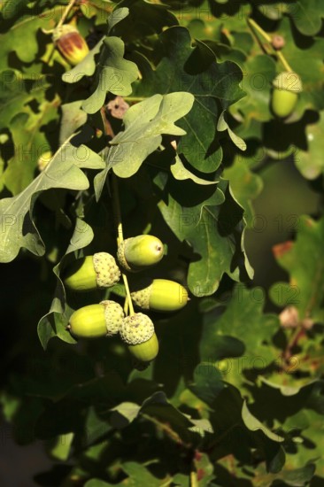 Acorns on an oak tree, late summer, Germany