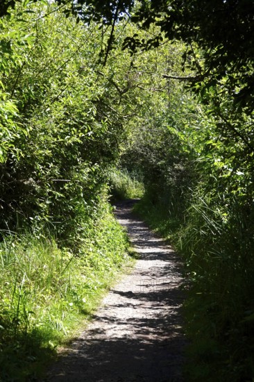 Hiking trail, forest in summer, Germany
