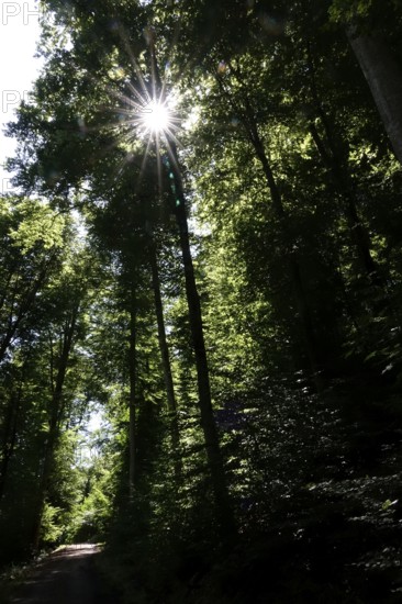 Forest with beautiful hiking trail, sunbeams, summer, Germany