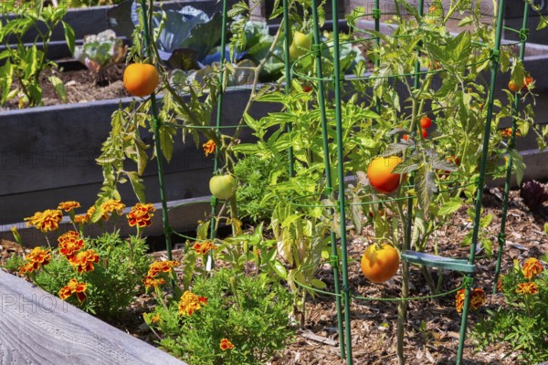 Lycopersicon esculentum - Tomato plants growing in raised wood frame garden bed in community vegetable garden in summer, Quebec, Canada