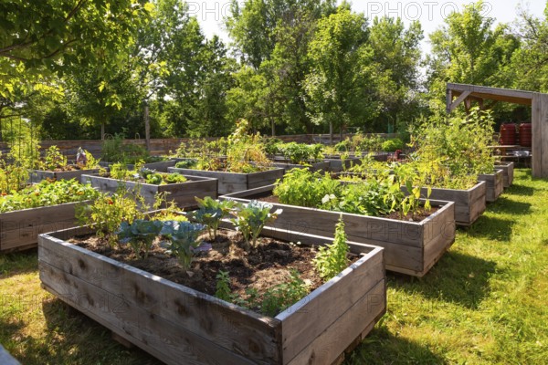 Mixed fruit, herbs and vegetable plants growing in raised wood frame garden beds in community vegetable garden in summer, Quebec, Canada