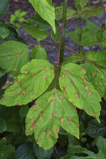Close-up of Acer negundo tree leaves with fungal leaf spot disease in summer, Quebec, Canada