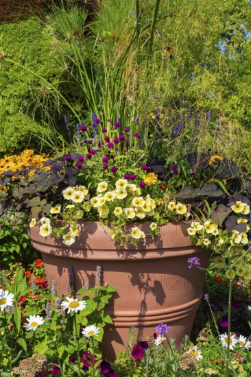 Yellow Petunia, Ipomoea batatas - Sweet Potato, Gomphrena globosa - Globe Amaranth growing in terracotta container in summer, Laval, Quebec, Canada