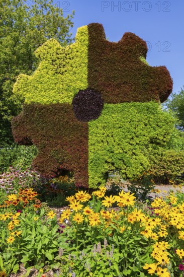 Gear sculpture made of live green, maroon and red Alternanthera plants in mixed border with yellow Rudbeckia hirta - Coneflowers in summer, Laval, Quebec, Canada