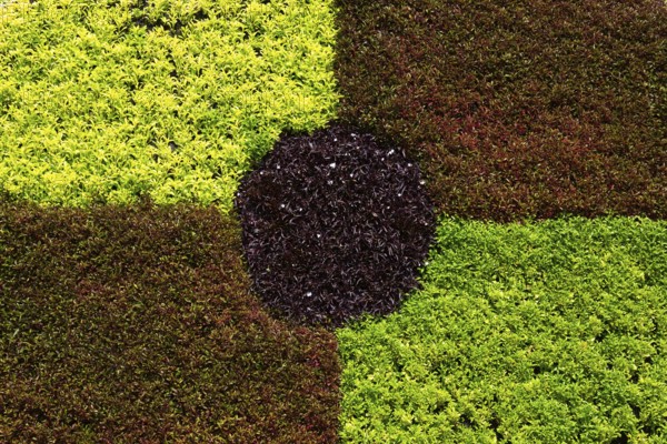 Close-up of green, maroon and red Alternanthera foliage ln live plants Gear sculpture in summer, Laval, Quebec, Canada