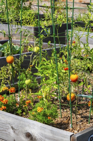 Lycopersicon esculentum - Tomato plants growing in raised wood frame garden bed in community vegetable garden in summer, Quebec, Canada