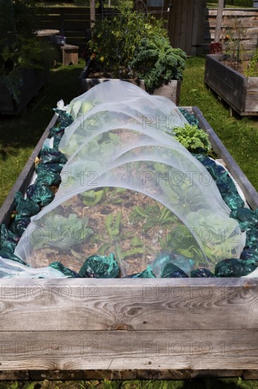 Mixed vegetable plants growing in tunnel cloche in raised wood frame garden bed in community vegetable garden in summer, Quebec, Canada