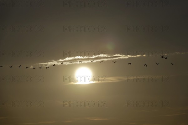 Bird migration, summer evening, Germany