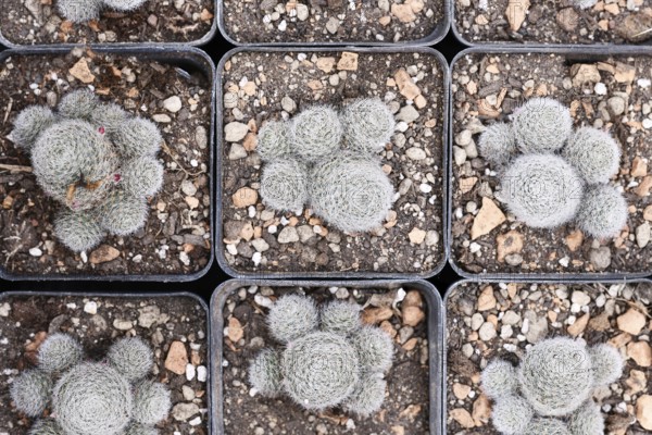 Small 'Rebutia Frabrisii' cactus plants in flower pots
