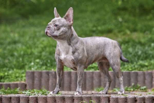 Young Lilac brindle French Bulldog dog with long healthy nose and tail