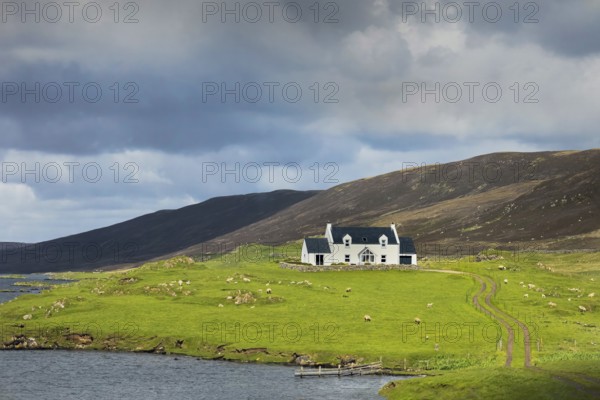 Scenic Scotland Shetland nature scenery in England. Green pastures and picturesque landscapes with grazing sheep
