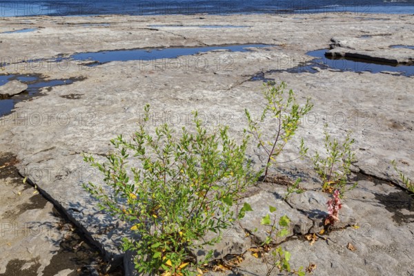 Apocynum cannabinum - Indian Hemp growing in dried out river bed due to lack of rainfall during hot and dry summer, Laval, Quebec, Canada