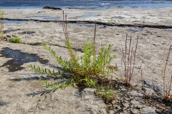 Lythrum salicaria - Purple Loosestrife growing in dried out river bed due to lack of rainfall during hot and dry summer, Laval, Quebec, Canada