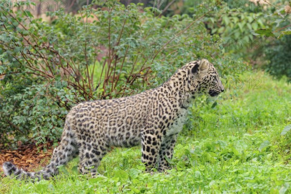 A Persian leopard cub (Panthera pardus saxicolor) stands at the edge of the forest and watches something. NE and centralIran, Asia