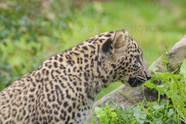 A Persian leopard cub (Panthera pardus saxicolor) sits at the edge of the forest and watches something. NE and centralIran, Asia