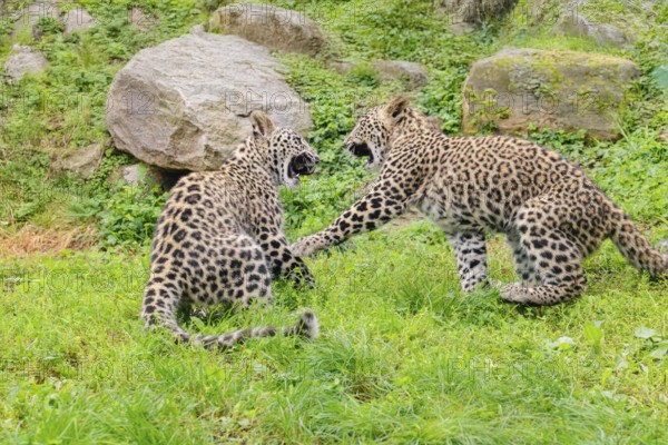 Two Persian leopard cubs (Panthera pardus saxicolor) play on a green meadow NE and centralIran, Asia