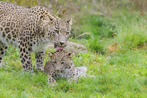 A Persian leopard mother (Panthera pardus saxicolor) licks her cub, which is lying in a meadow at the edge of the forest. NE and centralIran, Asia