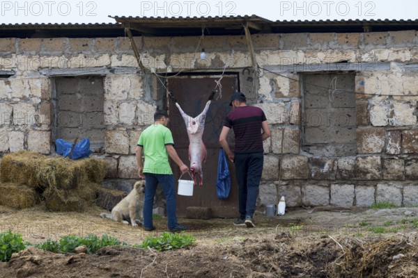 Two men stand in front of an old building while a slaughtered sheep hangs on the wall and a dog sits next to them, Slaughter, Armavir Province, Armenia