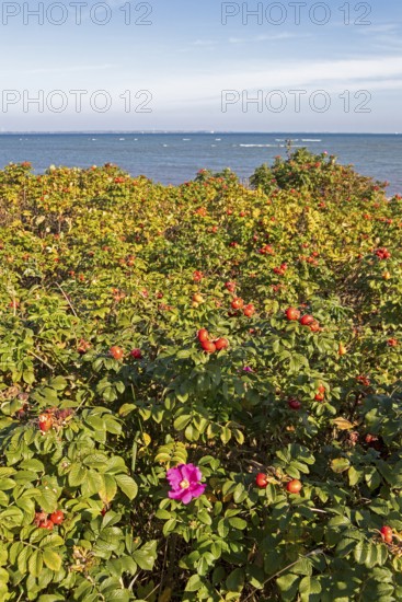 Potato rose (Rosa rugosa) on the shore of the Baltic Sea, Geltinger Birk nature reserve, Nieby, Schleswig-Holstein, Germany