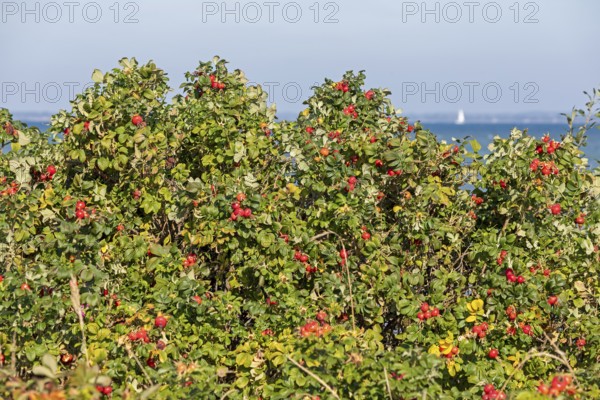 Potato rose (Rosa rugosa) on the shore of the Baltic Sea, Geltinger Birk nature reserve, Nieby, Schleswig-Holstein, Germany