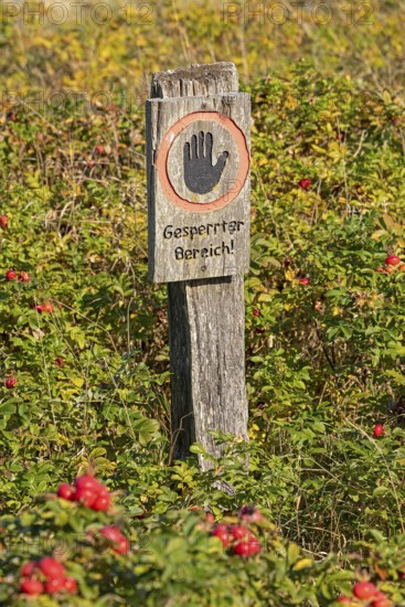 Potato rose (Rosa rugosa) on the Baltic Sea shore, closed sign, Geltinger Birk nature reserve, Nieby, Schleswig-Holstein, Germany