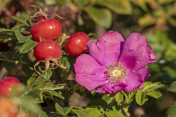 Potato rose (Rosa rugosa) on the Baltic Sea shore, rose hips, blossom, Geltinger Birk nature reserve, Nieby, Schleswig-Holstein, Germany