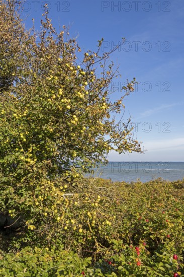 Wild apples (Malus sylvestris) and potato rose (Rosa rugosa) on the Baltic Sea shore, Geltinger Birk nature reserve, Nieby, Schleswig-Holstein, Germany
