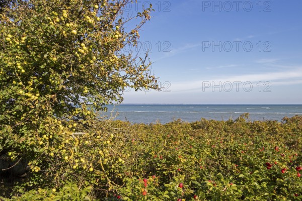 Wild apples (Malus sylvestris) and potato rose (Rosa rugosa) on the Baltic Sea shore, Geltinger Birk nature reserve, Nieby, Schleswig-Holstein, Germany