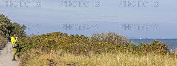 Woman photographing potato rose (Rosa rugosa) on the Baltic Sea shore, Geltinger Birk nature reserve, Nieby, Schleswig-Holstein, Germany