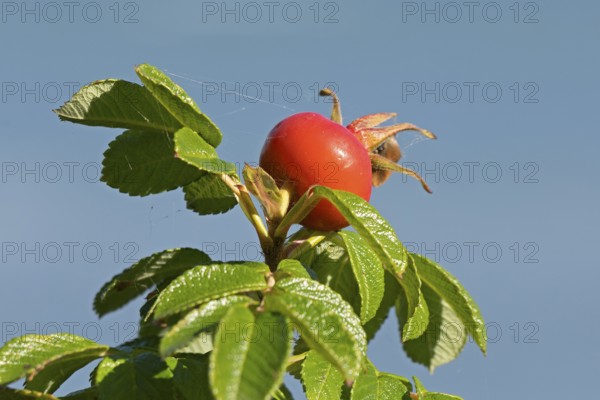 Potato rose (Rosa rugosa) on the Baltic Sea shore, rose hip, Geltinger Birk nature reserve, Nieby, Schleswig-Holstein, Germany