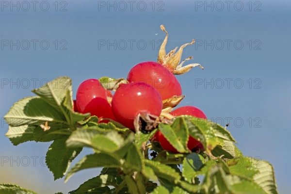 Potato rose (Rosa rugosa) on the Baltic Sea shore, rose hips, Geltinger Birk nature reserve, Nieby, Schleswig-Holstein, Germany