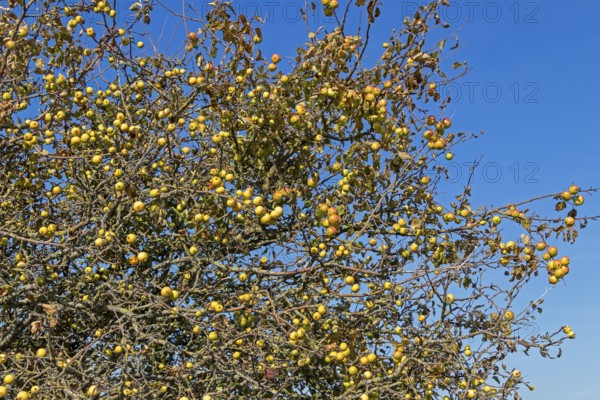 Wild apples (Malus sylvestris) on the Baltic Sea shore, Geltinger Birk nature reserve, Nieby, Schleswig-Holstein, Germany
