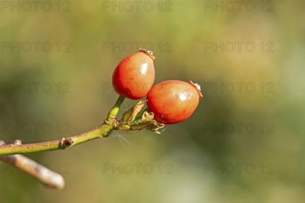 Rosehips on the Baltic Sea shore, Geltinger Birk nature reserve, Nieby, Schleswig-Holstein, Germany