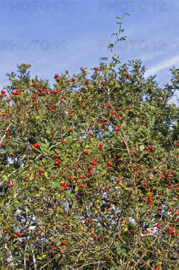 Rosehips on the Baltic Sea shore, Geltinger Birk nature reserve, Nieby, Schleswig-Holstein, Germany