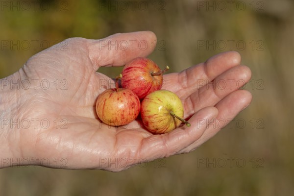 Wild apples (Malus sylvestris) in hand, Geltinger Birk nature reserve, Nieby, Schleswig-Holstein, Germany