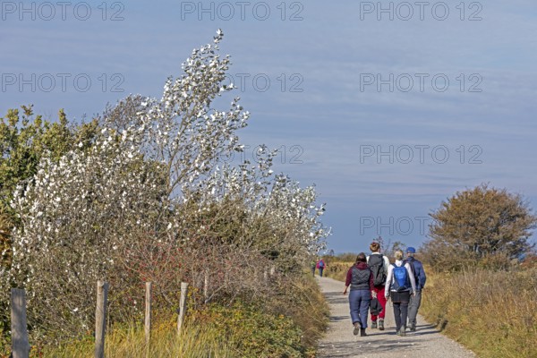 Silver poplar (Populus alba), drought, drought stress, white underside of leaves, walker, path, Geltinger Birk nature reserve, Nieby, Schleswig-Holstein, Germany