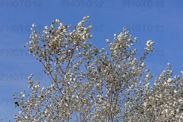 Silver poplar (Populus alba), drought, drought stress, white underside of leaves, Geltinger Birk nature reserve, Nieby, Schleswig-Holstein, Germany
