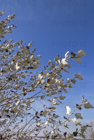 Silver poplar (Populus alba), drought, drought stress, white underside of leaves, Geltinger Birk nature reserve, Nieby, Schleswig-Holstein, Germany