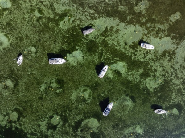 Aerial view, top down view of motorboats and sailing yachts, Wangen, Höri peninsula, Lake Constance, Constance district, Baden-Württemberg, Germany