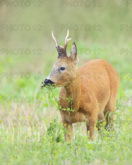 European roe deer (Capreolus capreolus), roebuck standing in harvested grain field after the rutting season, wildlife, morning light, roe deer, mammal, Baltic Sea island Fehmarn, East Holstein, Schleswig-Holstein, Germany