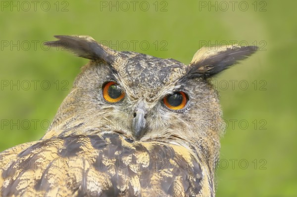 European Eagle Owl (Bubo bubo), portrait, owl, nocturnal bird, captive, Bavarian Forest National Park, Bavaria, Germany