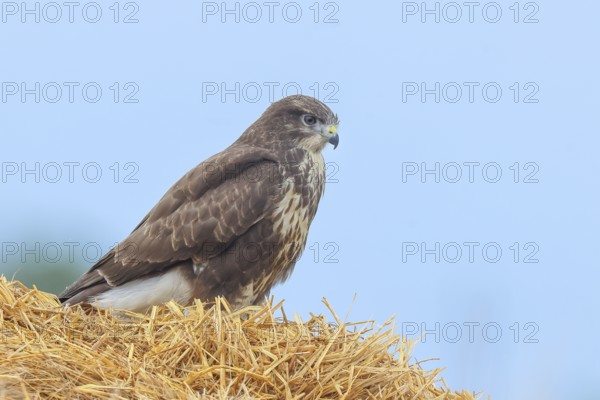 Buzzard (Buteo buteo) adult bird sitting on a pile of straw, wildlife, nature photography, birds, bird of prey, Lake Neusiedl National Park, Seewinkel, Burgenland
