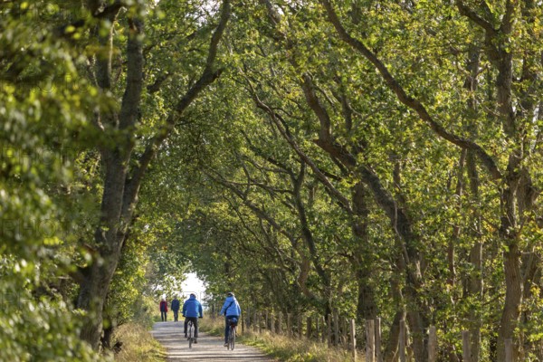 Cyclist, path, trees, Geltinger Birk nature reserve, Nieby, Schleswig-Holstein, Germany